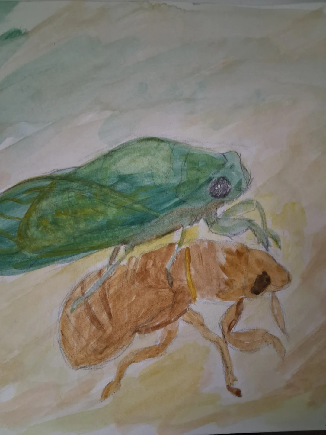 Watercolor Painting of Cicadas