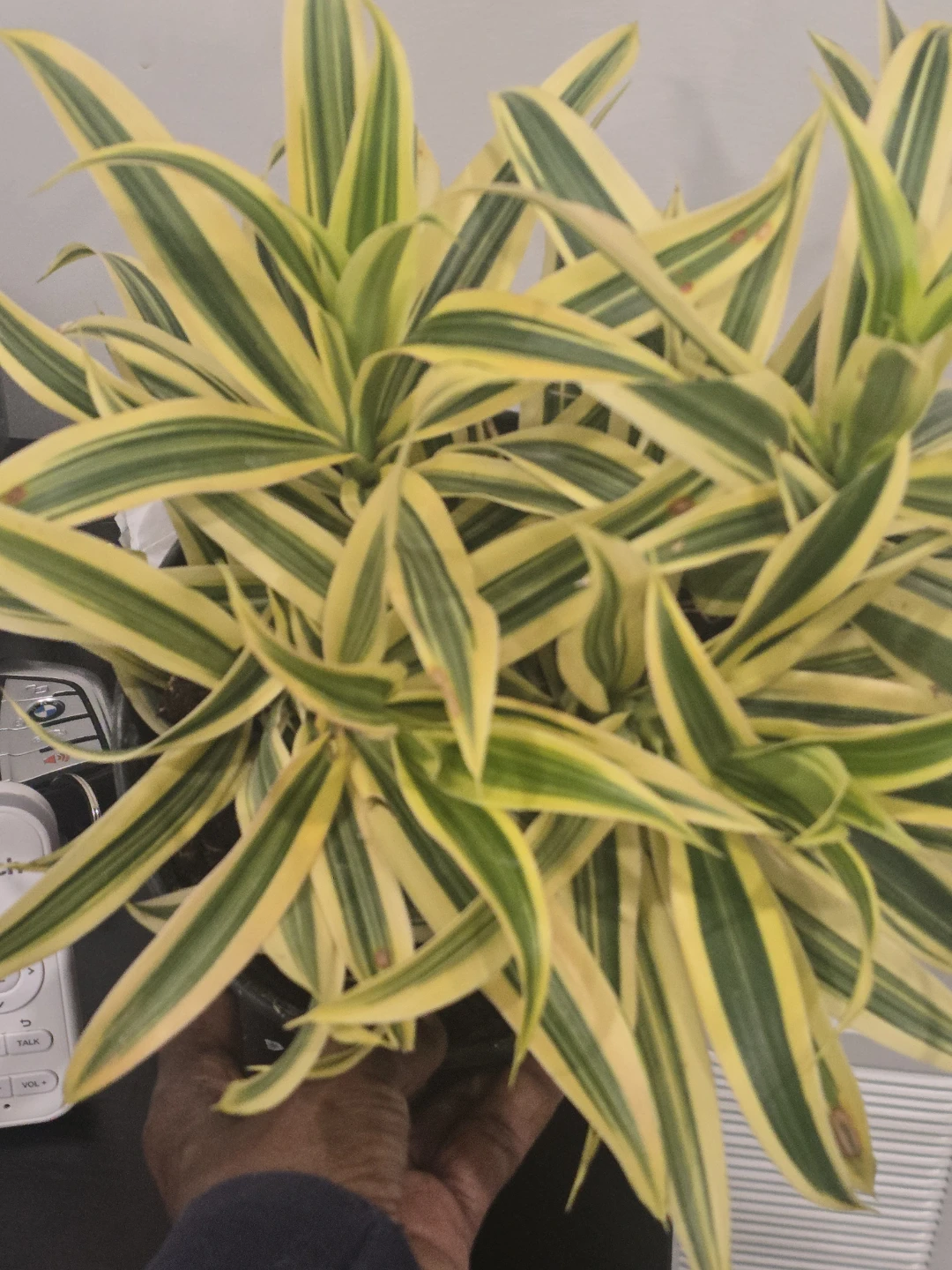 Song of India 6"pot