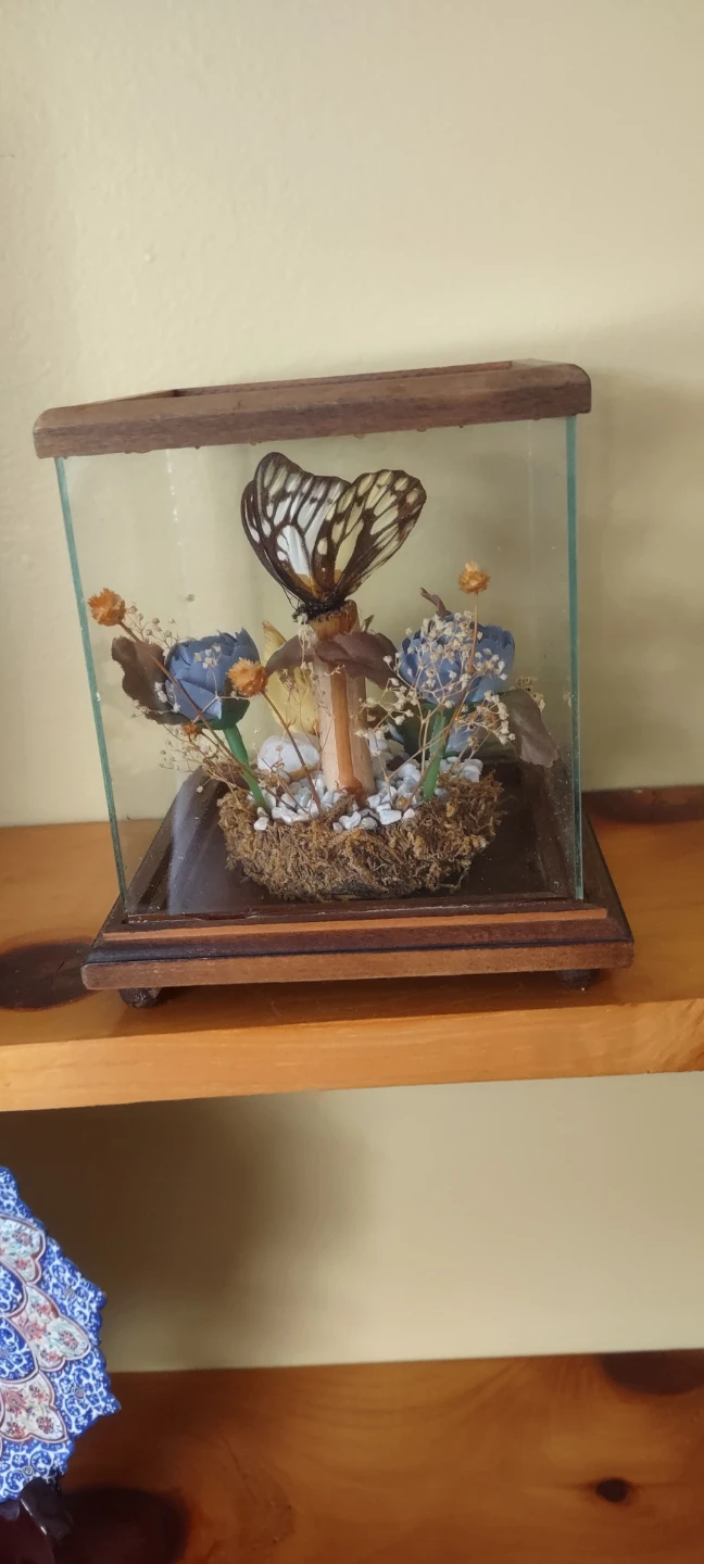 Taxidermy Butterfly Display Case - photo 4