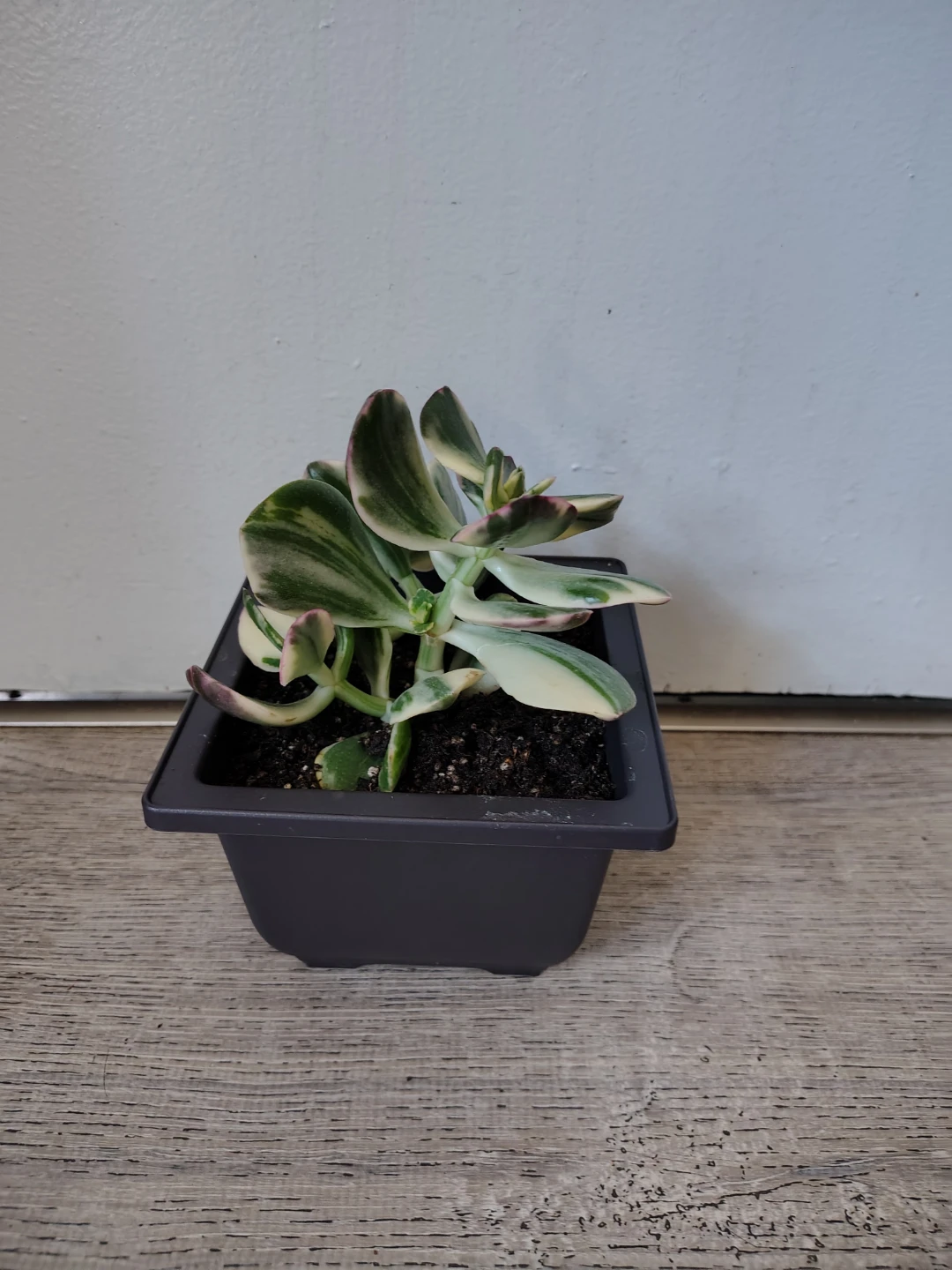 Variegated Jade Plant in Black Pot. $10