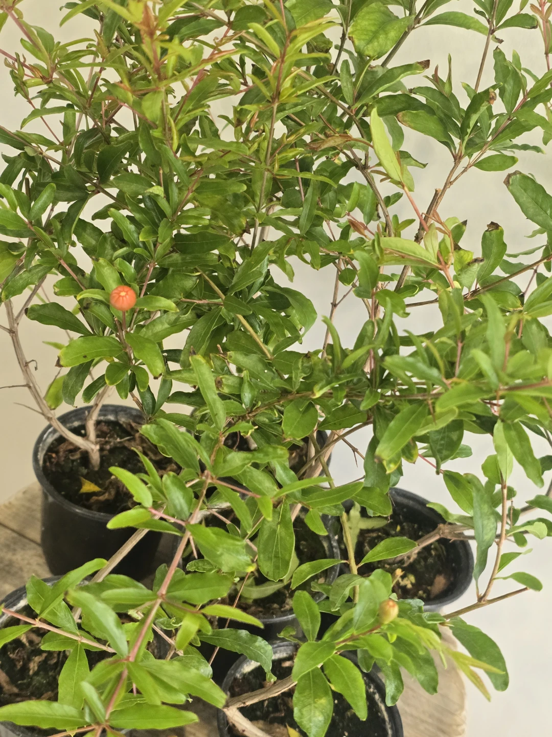 Potted Pomegranate Plants
