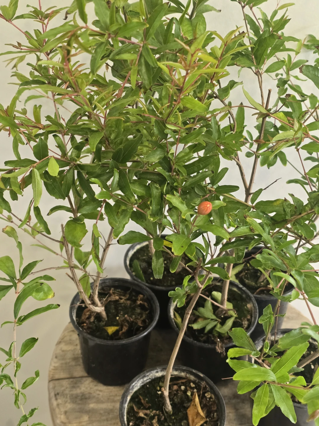 Potted Pomegranate Plants - photo 2