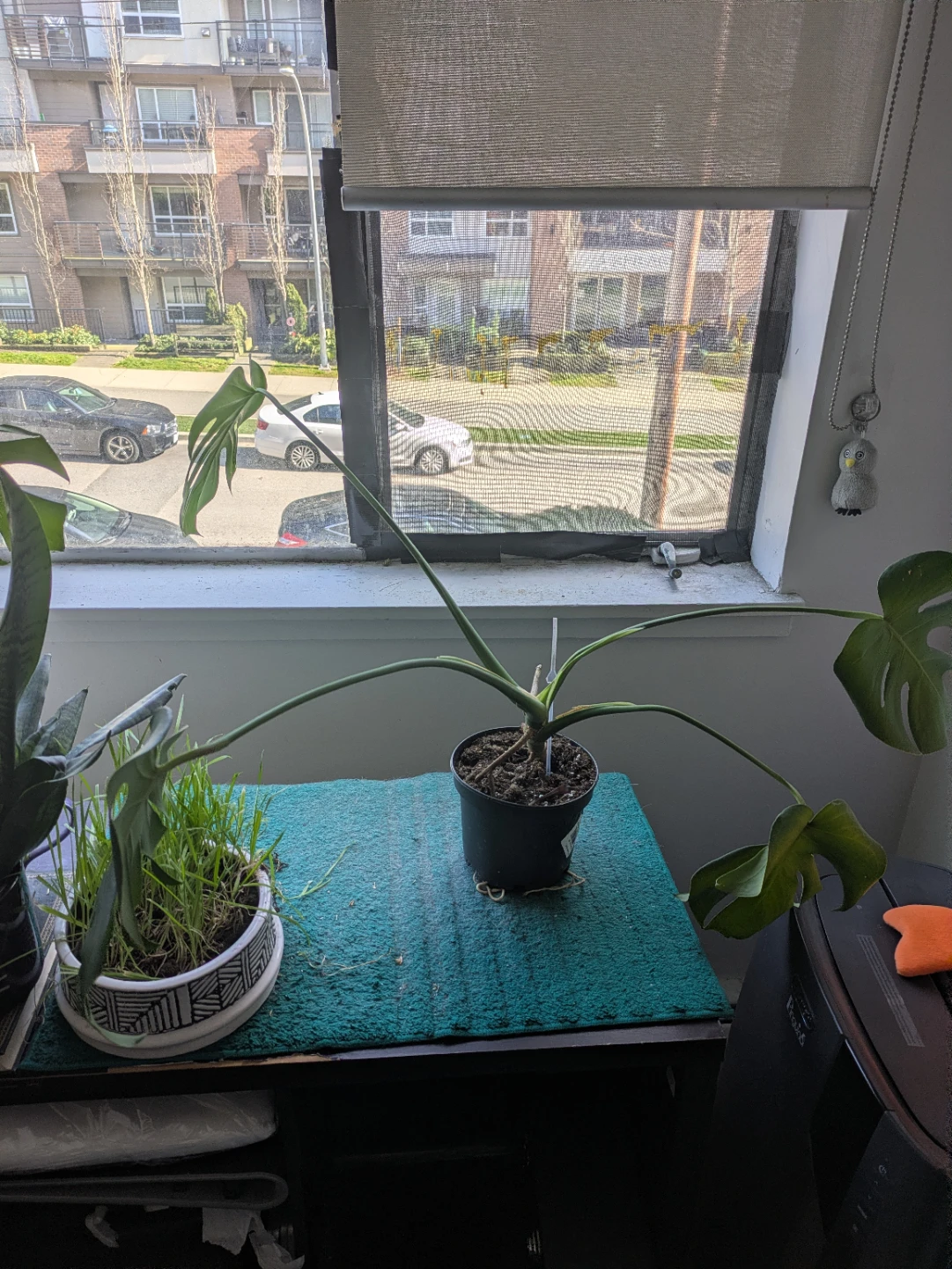 Free Monstera