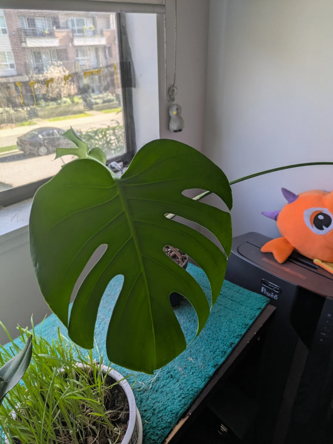 Free Monstera - photo 2