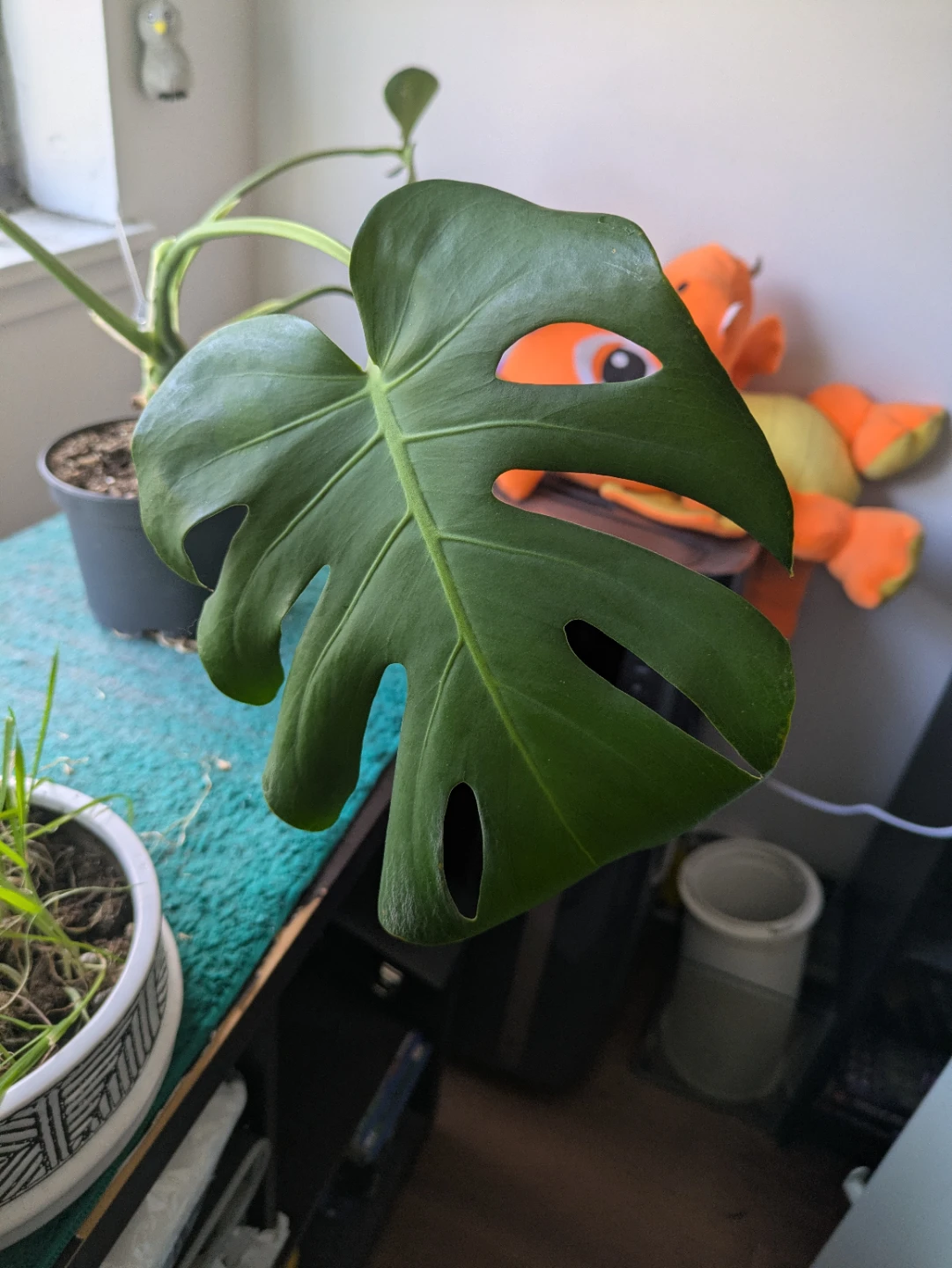 Free Monstera - photo 3