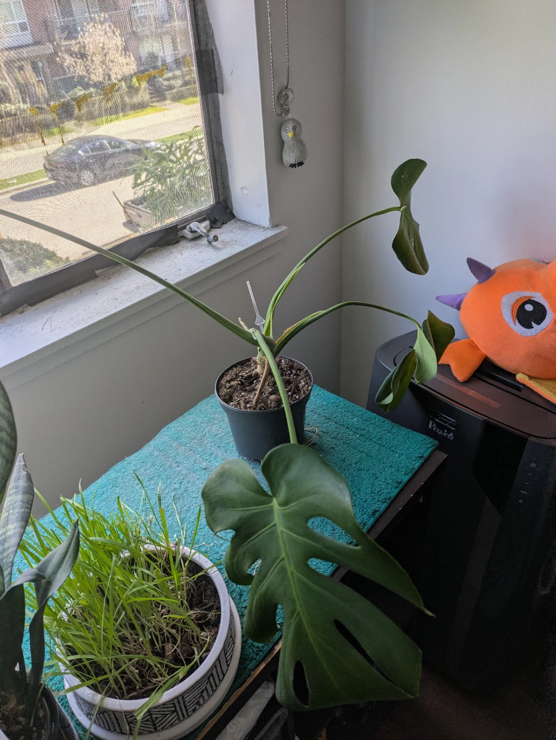 Free Monstera - photo 4