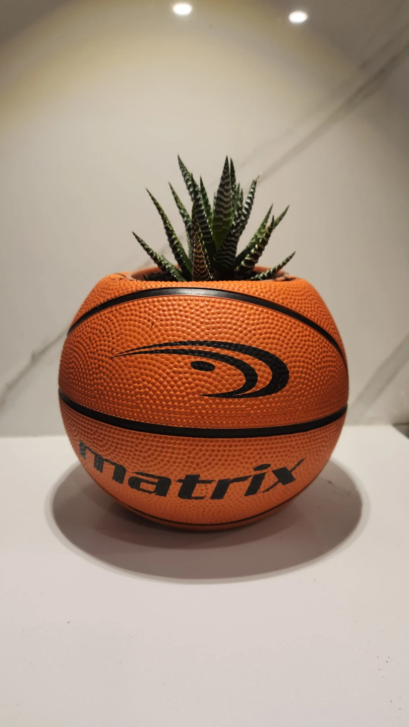 Slam Dunk basketball planter and hawarthia succulent