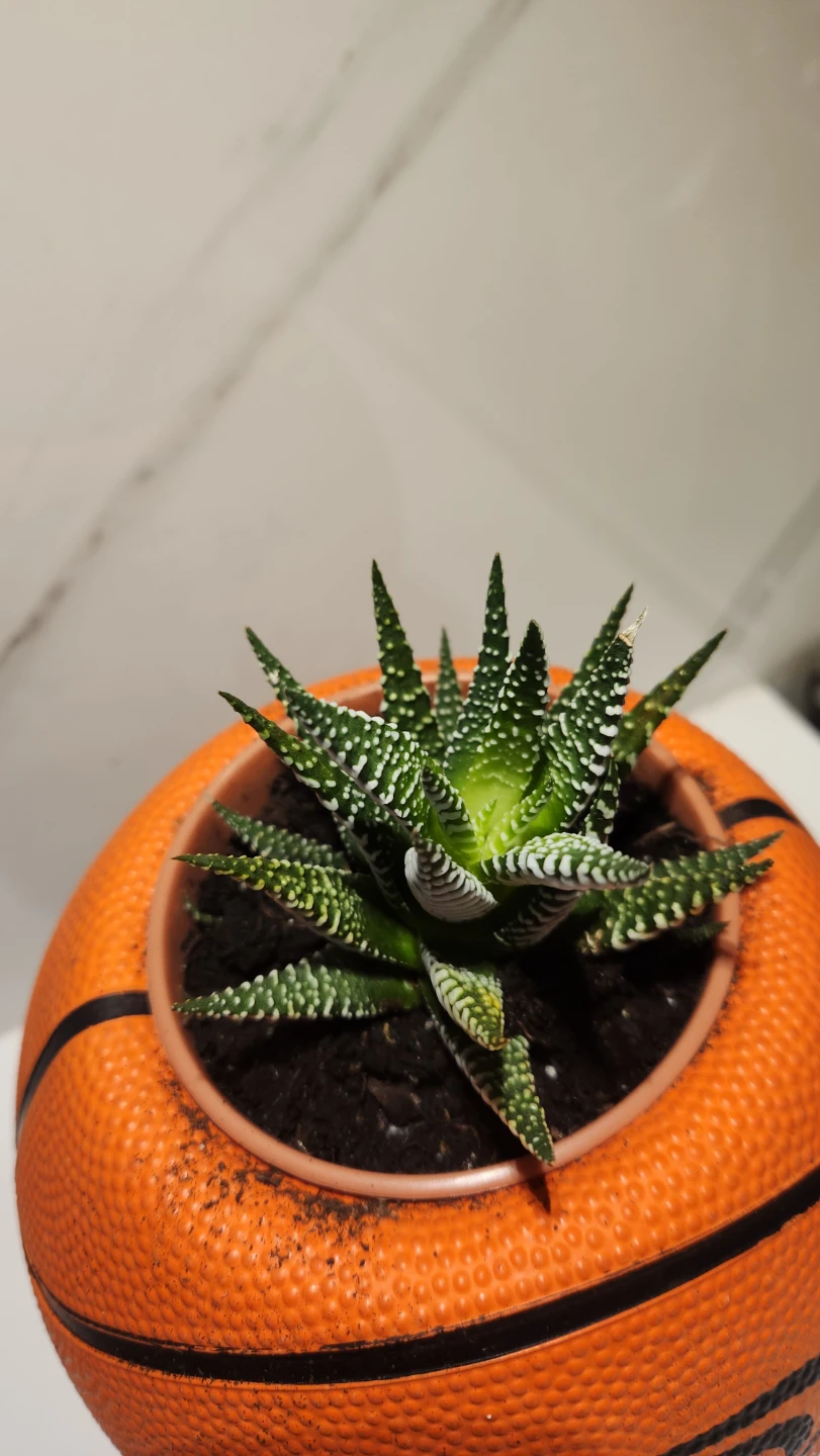Slam Dunk basketball planter and hawarthia succulent - photo 2