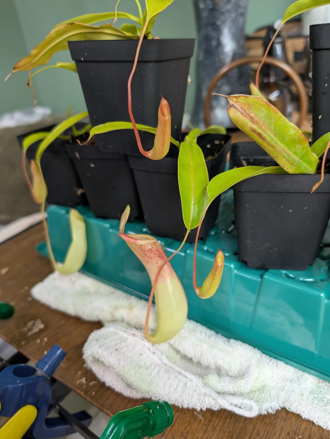 Carnivorous pitcher plants (Ventrata) - photo 3