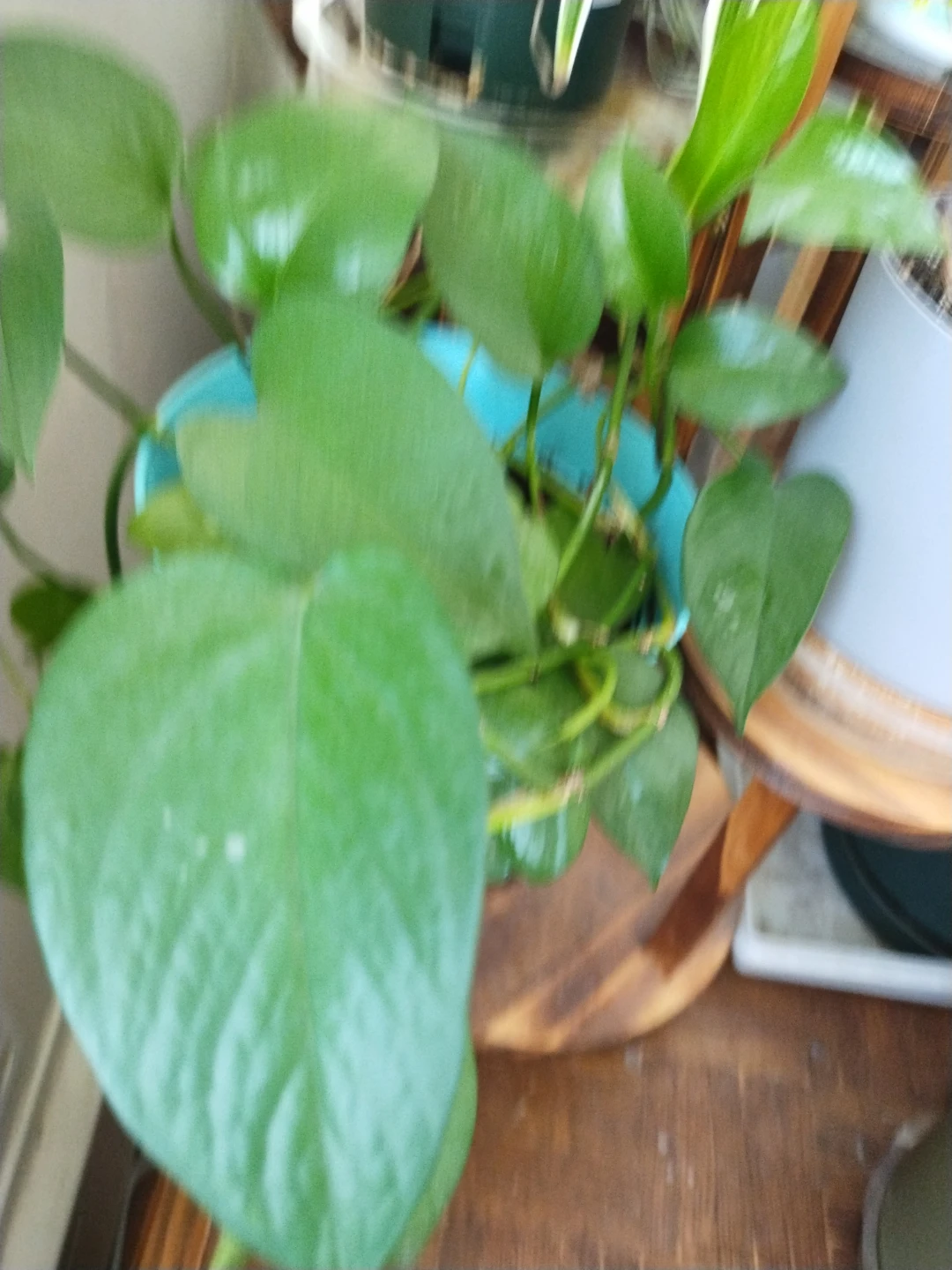 Pothos Plant