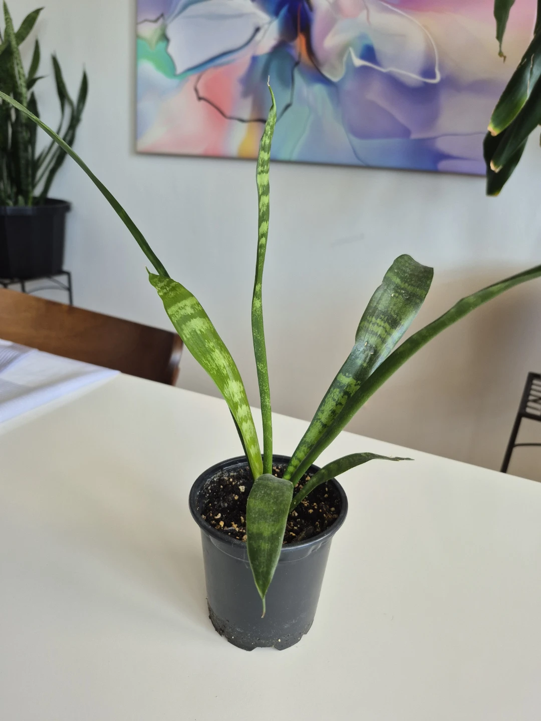 Small Snake Plant