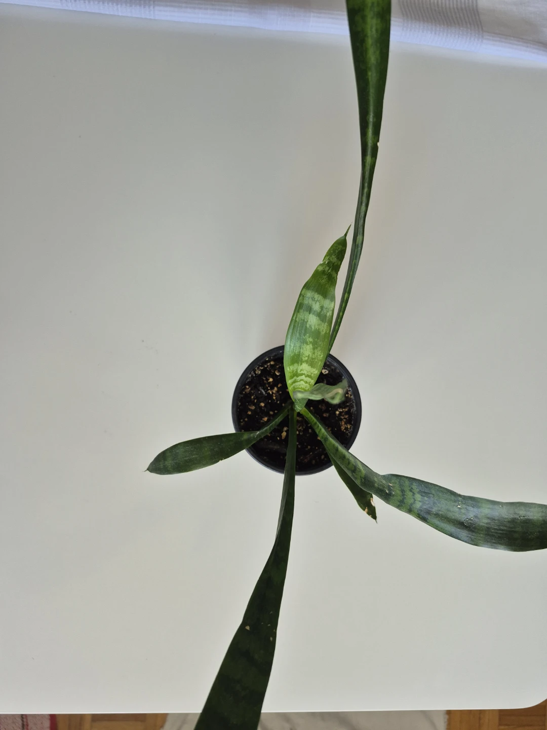 Small Snake Plant - photo 2