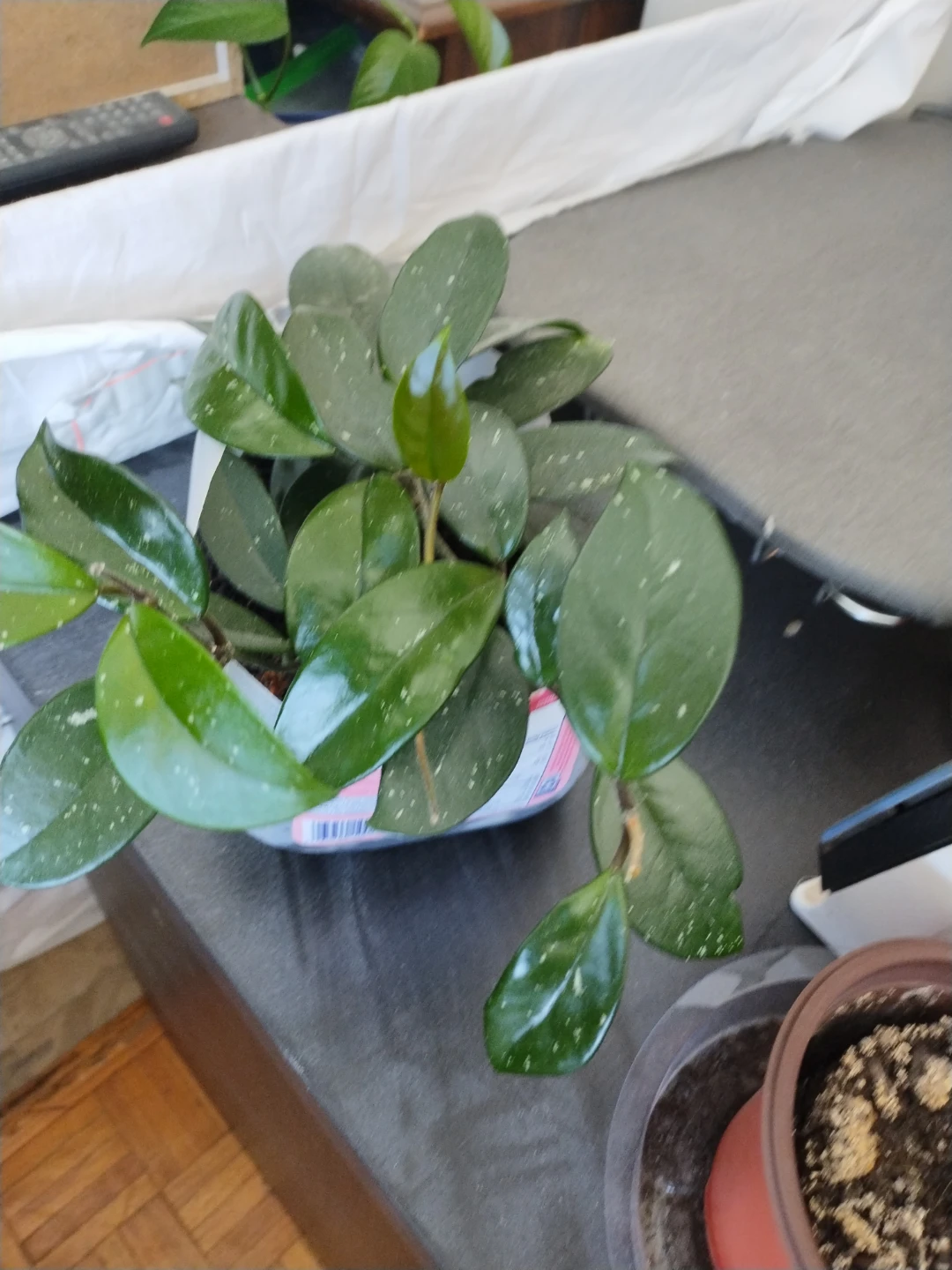 Hoya Carnosa Plant