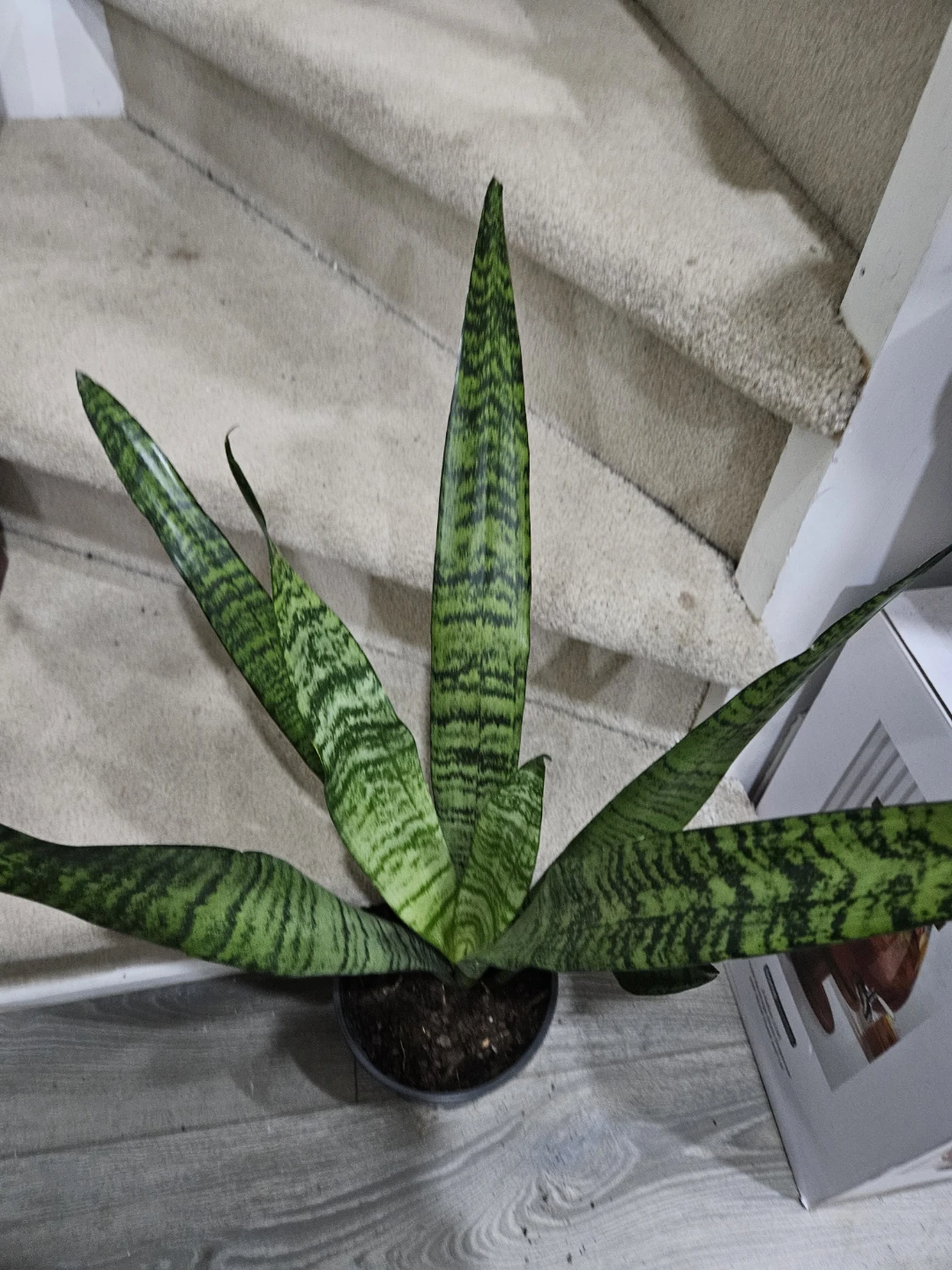 Snake Plant🧡 - photo 2