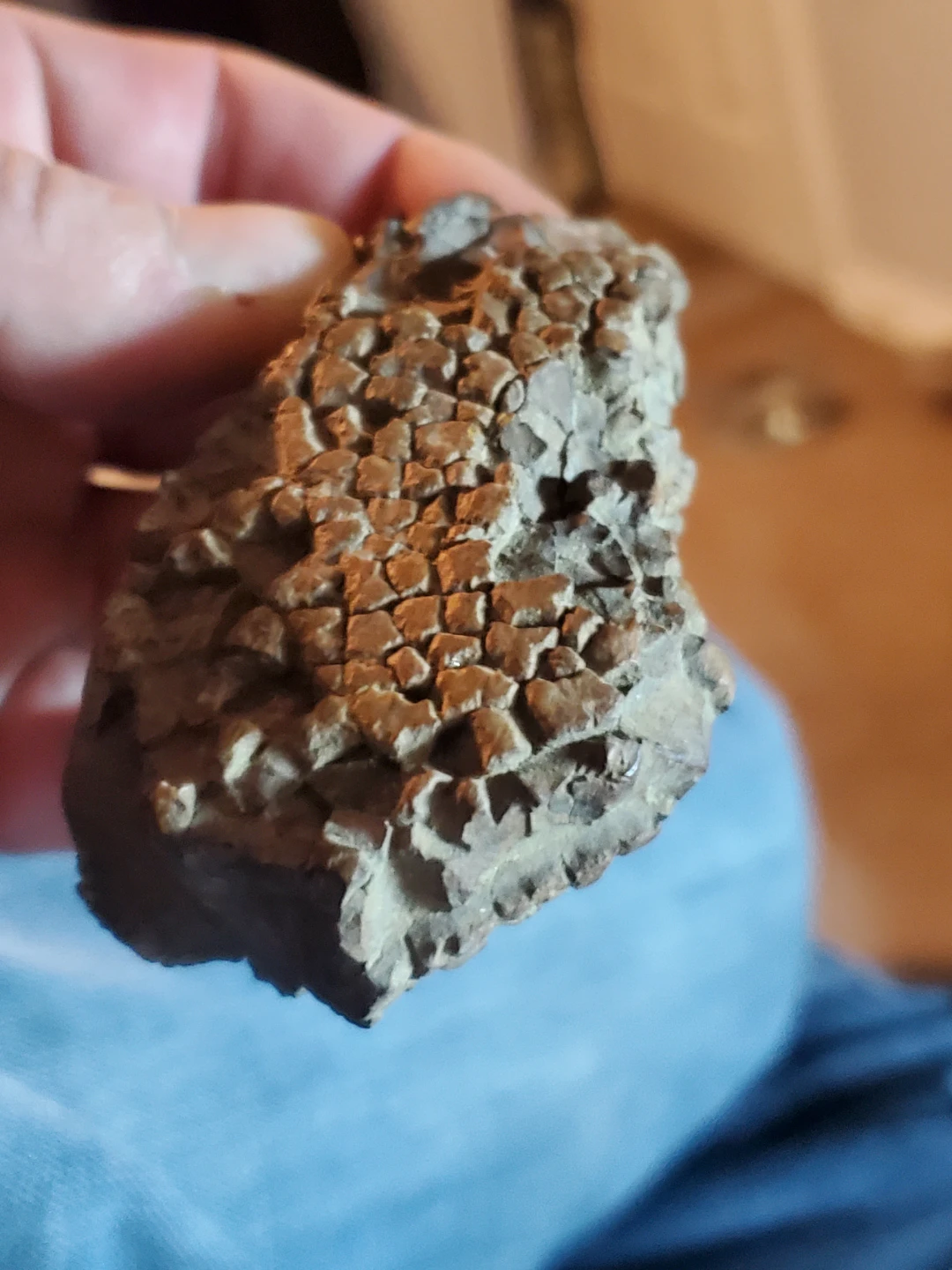 Fossilized specimen - photo 4