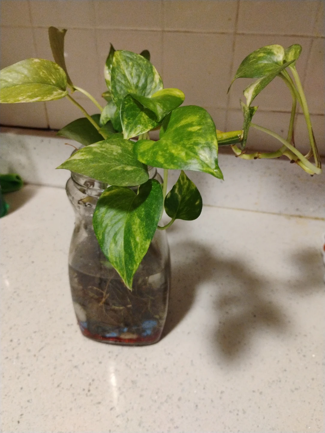🥕Pothos Plant in Glass Vase
