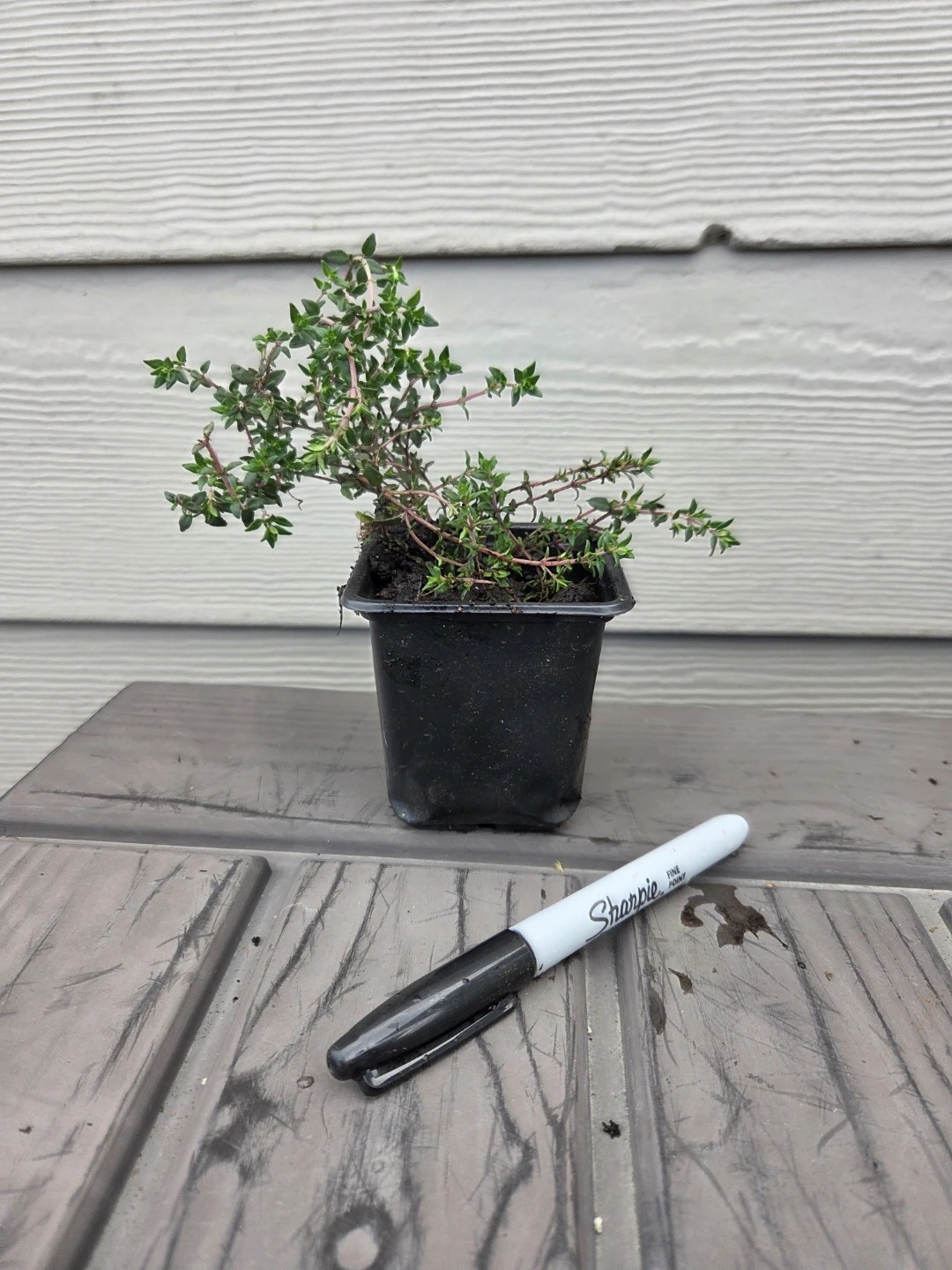 Thyme Plant in Pot