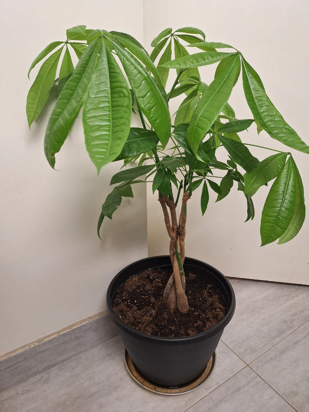 Lucky Money Tree Plant 33.5" tall - photo 3