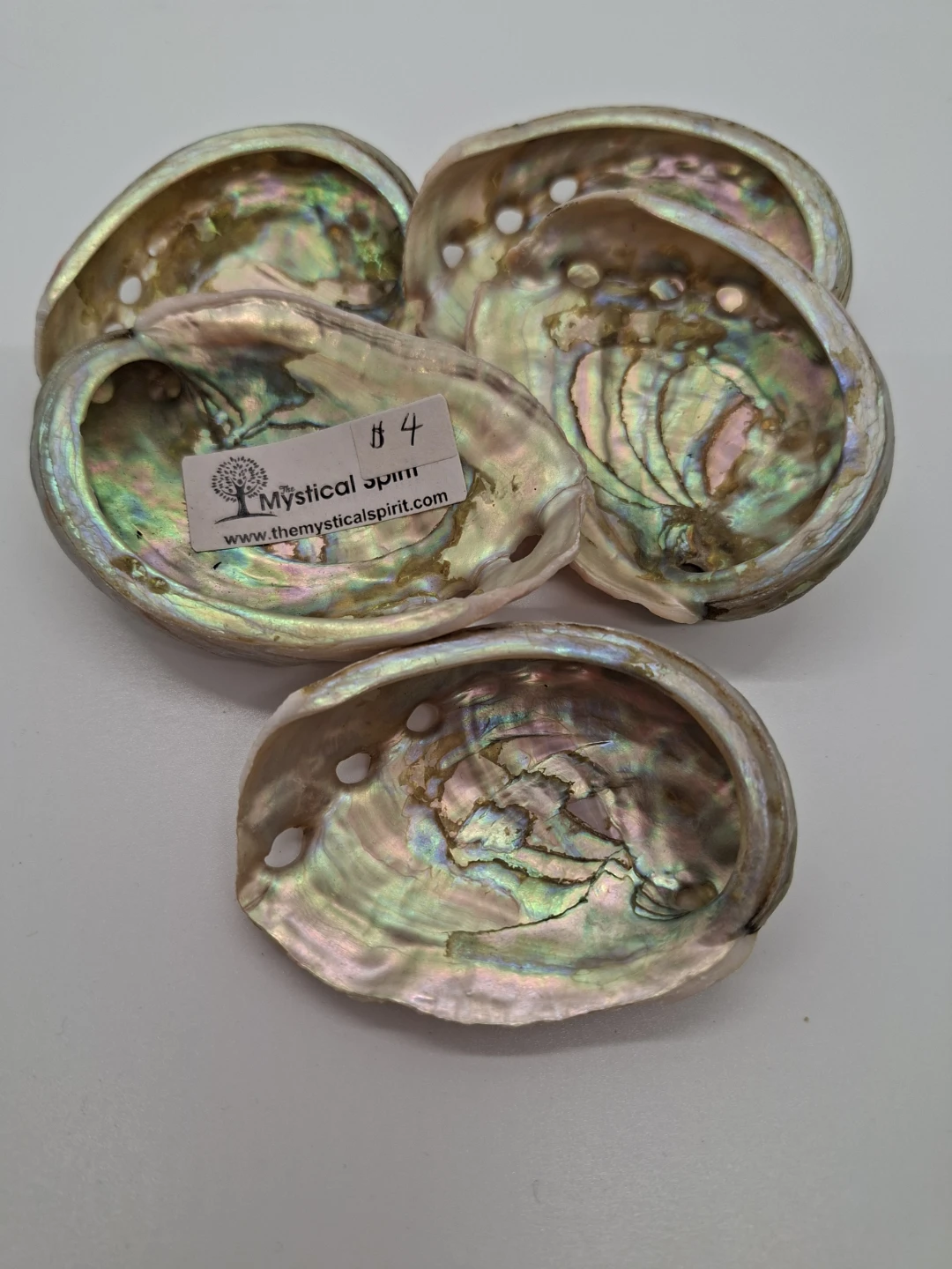 Abalone Shells (Set of 5)