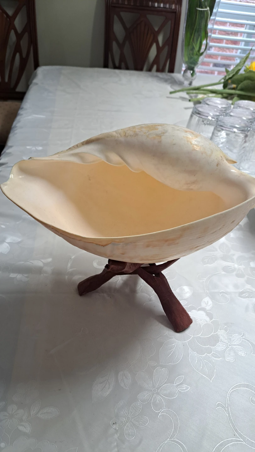 Large Decorative Seashell with Wooden Stand - photo 3