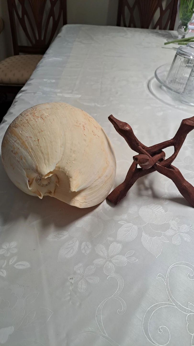 Large Decorative Seashell with Wooden Stand - photo 5