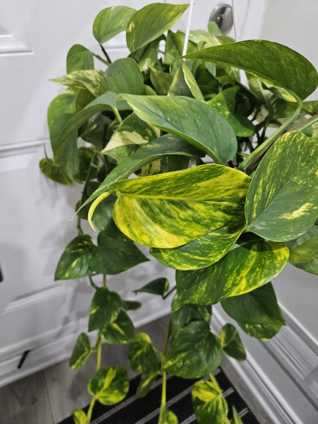 Pothos Plant - Golden Variety