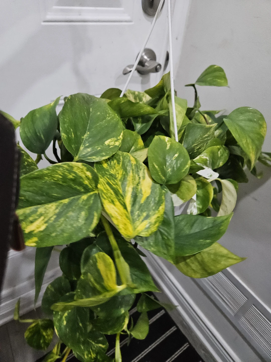 Pothos Plant - Golden Variety - photo 2