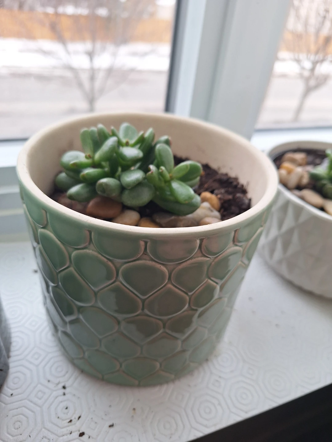 Potted Jade Plant - photo 3