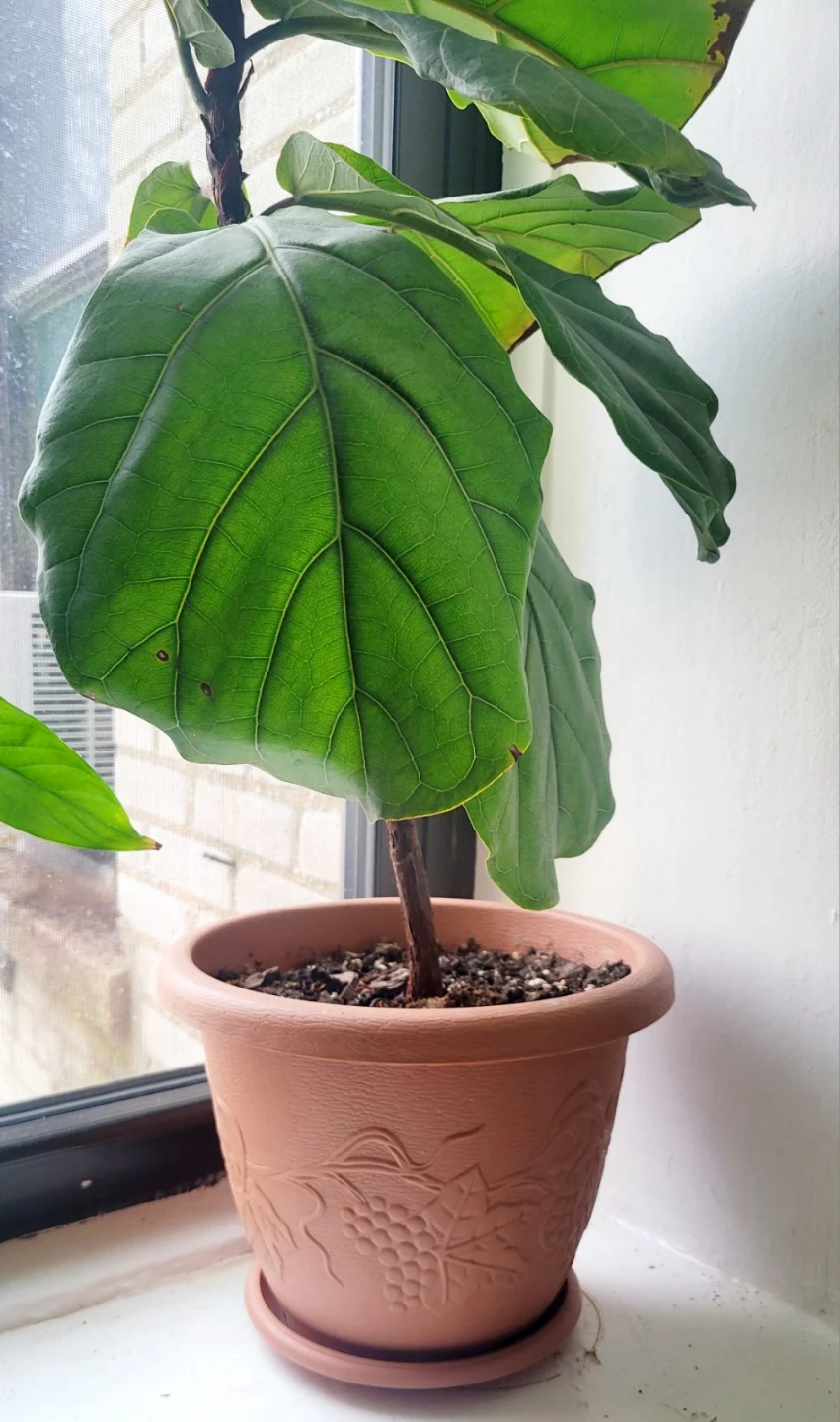 Fiddle-leaf fig plant  Ficus lyrata - photo 3