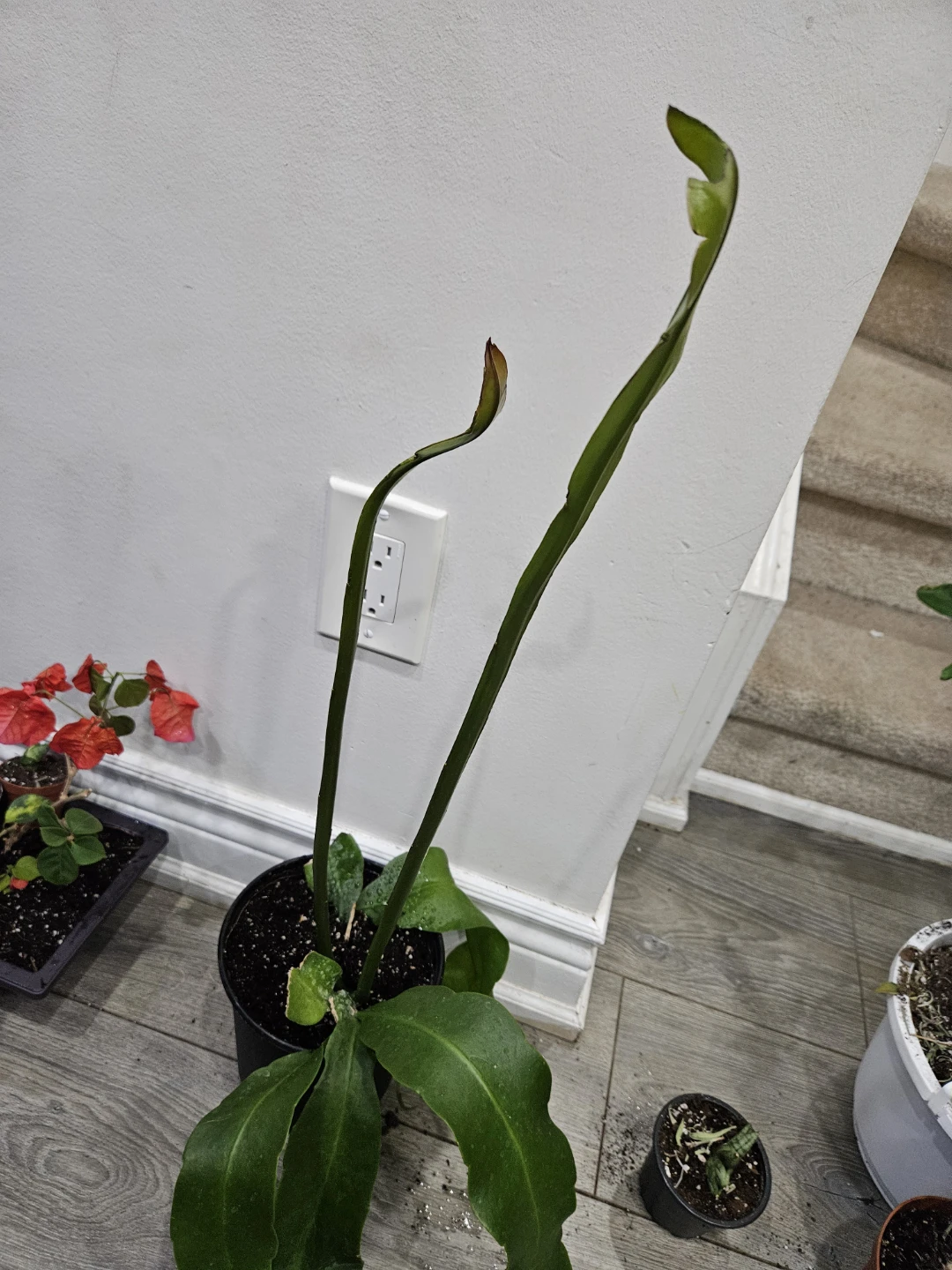 Queen of night bloom cactus 🥕 - photo 2
