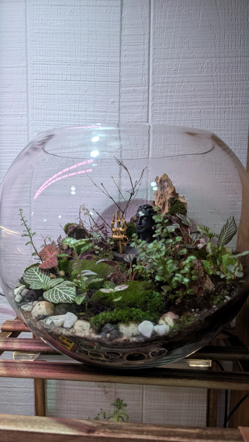 Terrarium with Plants - photo 2