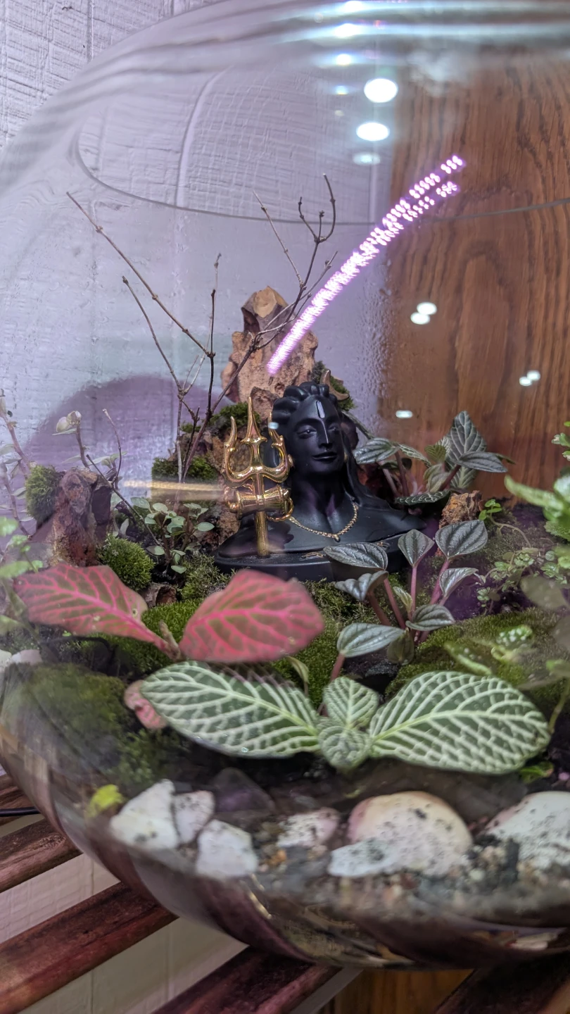 Terrarium with Plants - photo 3