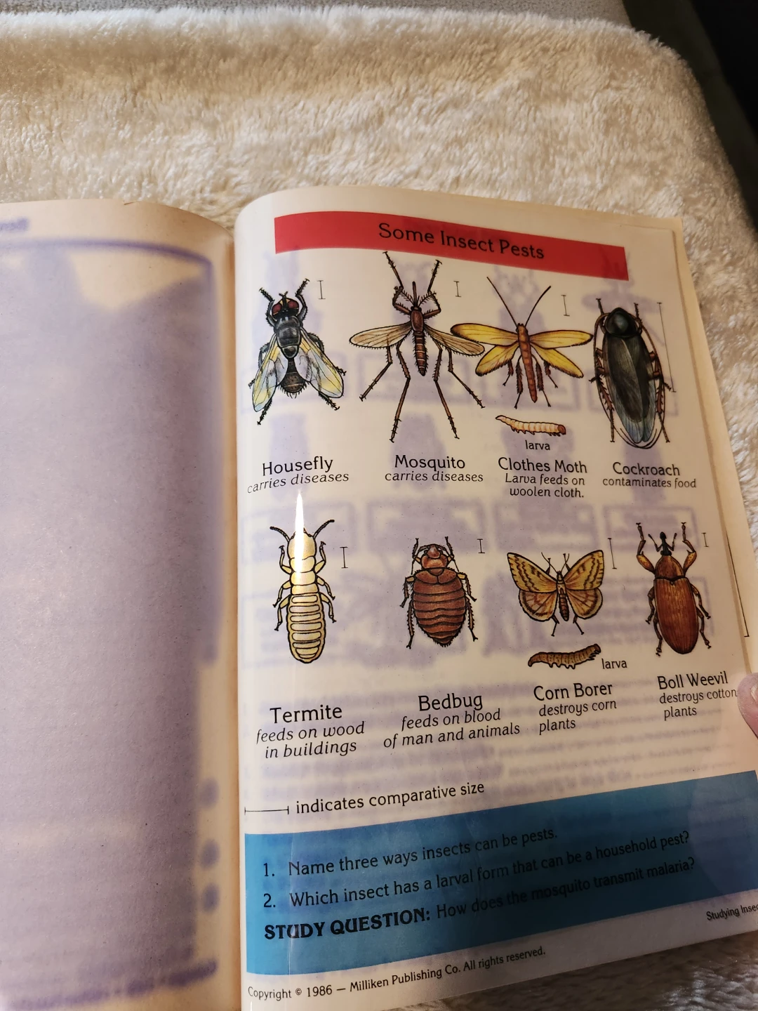 Vintage Milliken Insects Book with Transparencies & Guide - photo 3