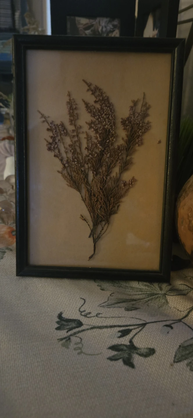 Dried flower picture