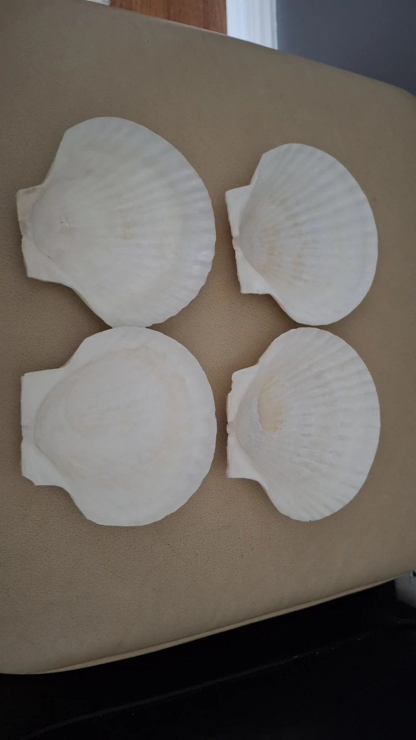 Four Decorative Seashells