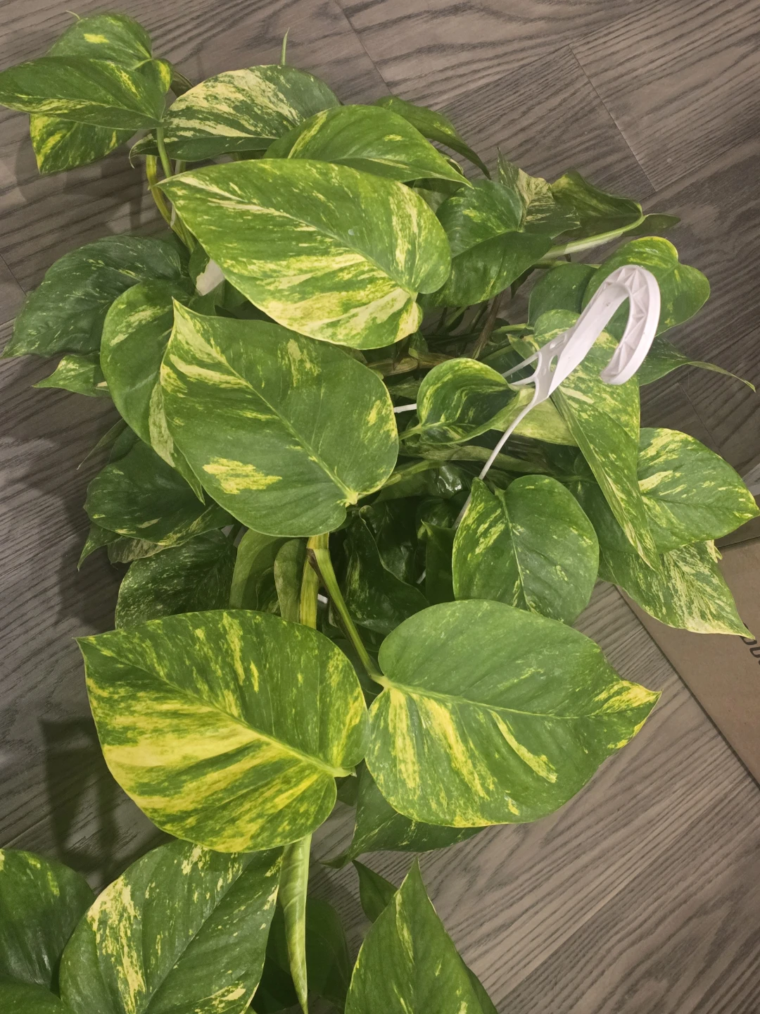 Golden Pothos 8"hanging baskets - photo 5
