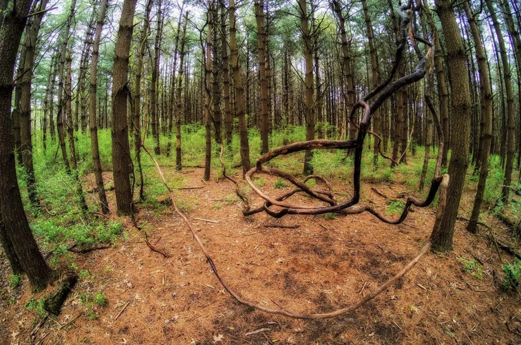 7 Artisans 7.5mm f/2.8 Fish-Eye Lens - photo 4