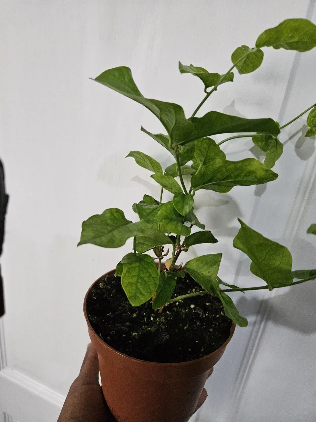 Sambac jasmine in 4"pot - photo 2