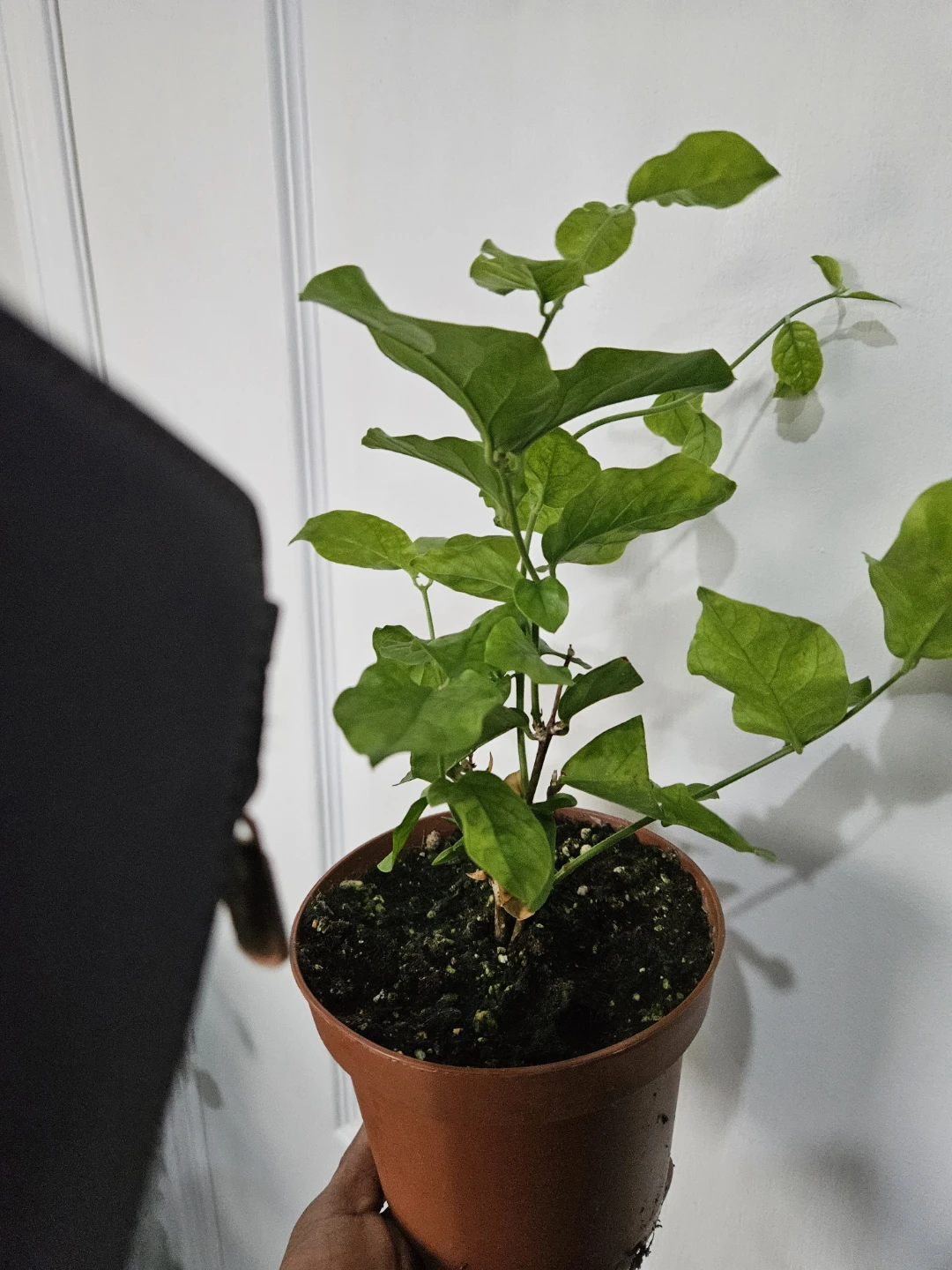 Sambac jasmine in 4"pot - photo 3