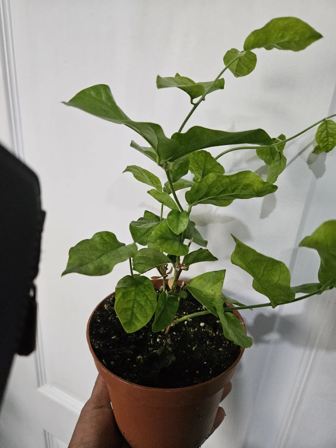 Sambac jasmine in 4"pot - photo 4