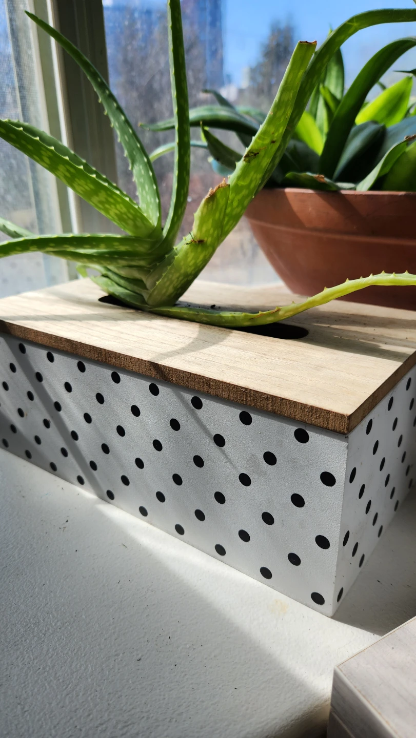 Upcyled tissue box planter with aloe vera plant - photo 3