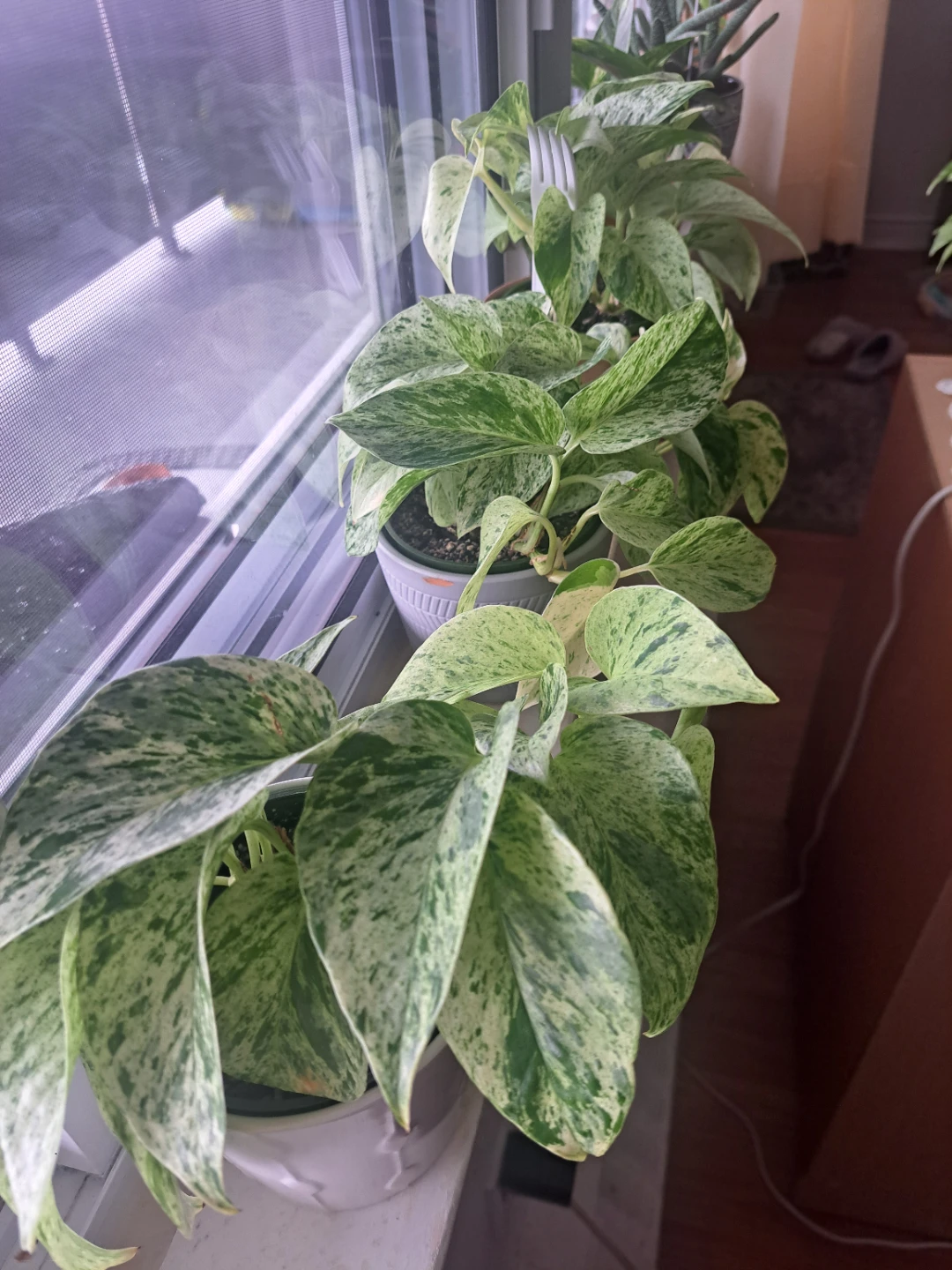 Snow queen pothos plant - photo 3