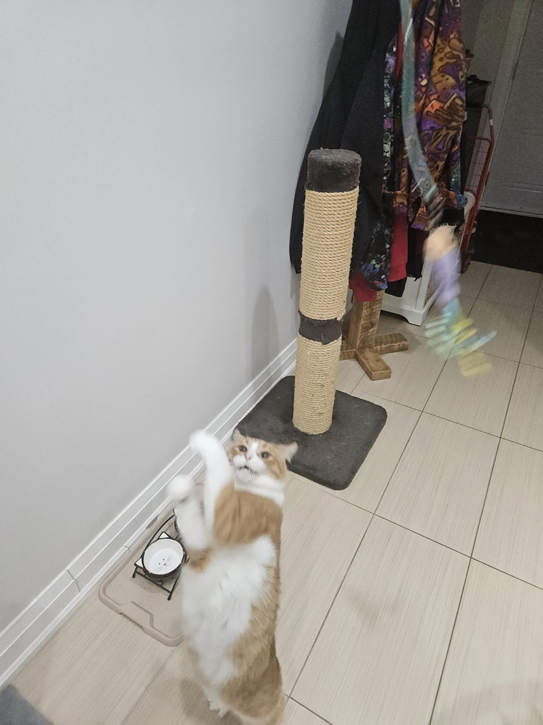 Cat toy 🧡 - photo 2