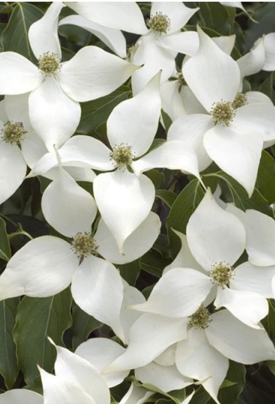 9-10ft Kousa Dogwood Tree