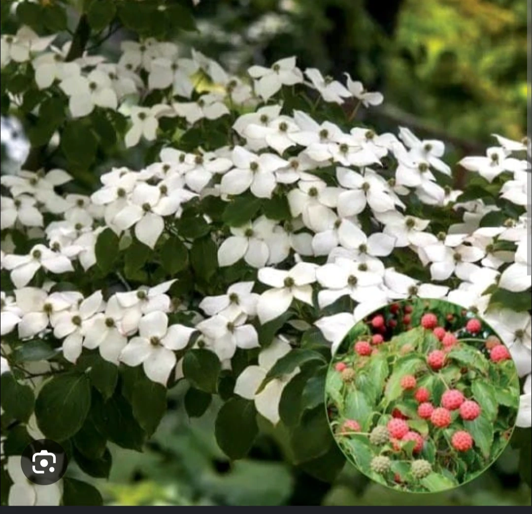 9-10ft Kousa Dogwood Tree - photo 2