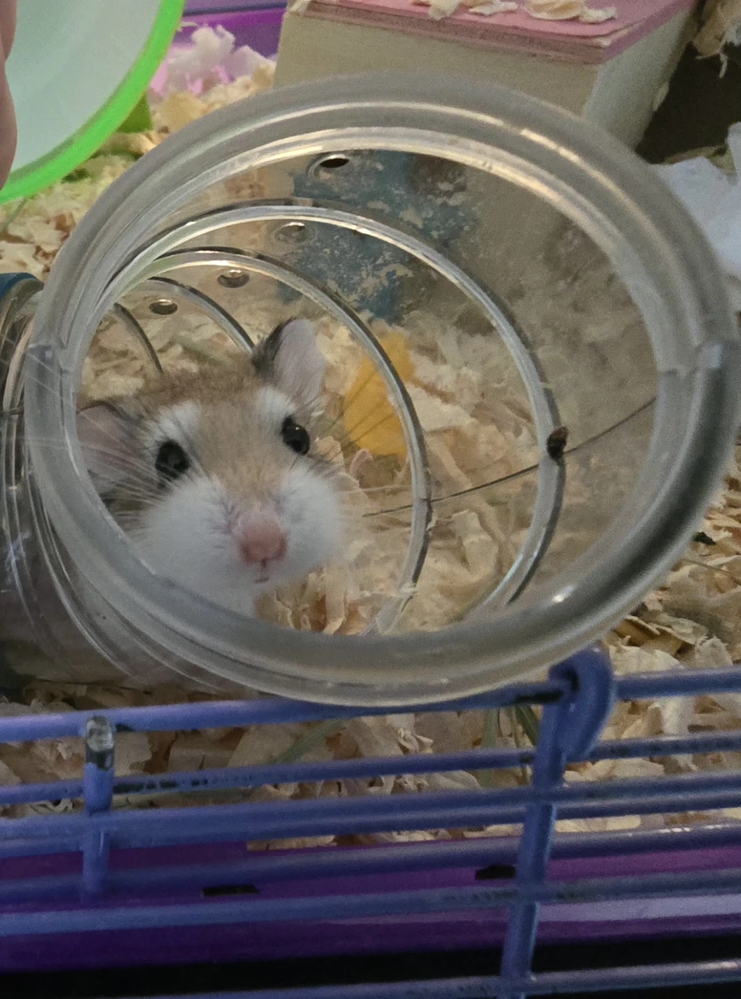 Hamster Cage with Accessories - photo 4