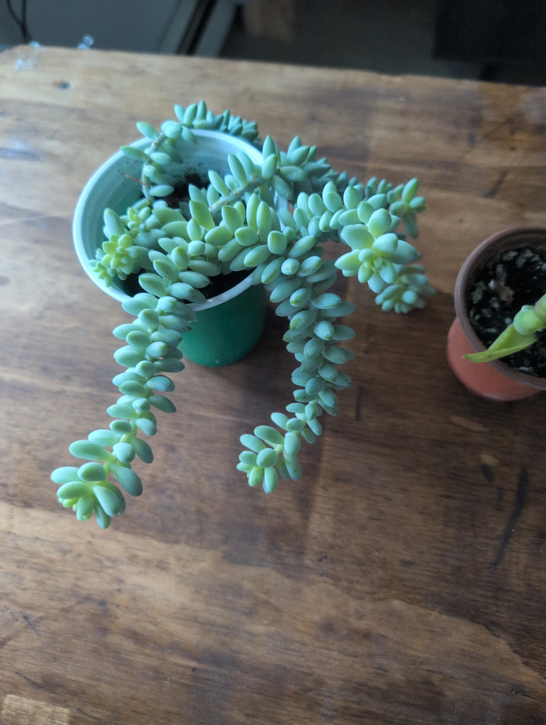 Donkey's Tail Succulent and Aloe Vera Plant 🥕