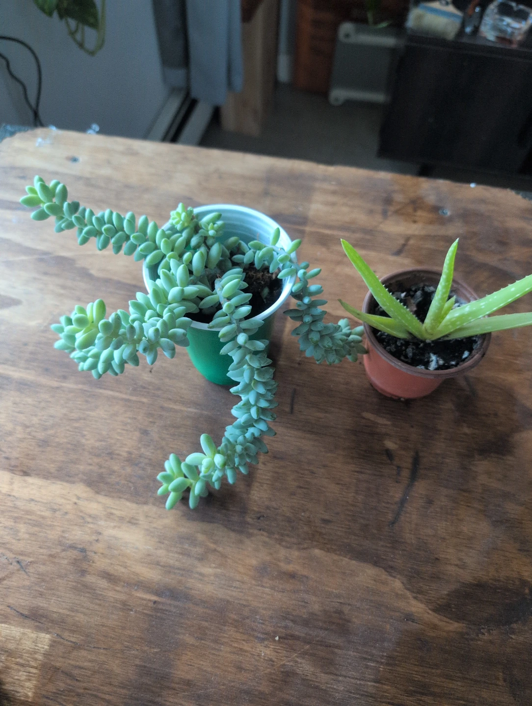 Donkey's Tail Succulent and Aloe Vera Plant 🥕 - photo 3