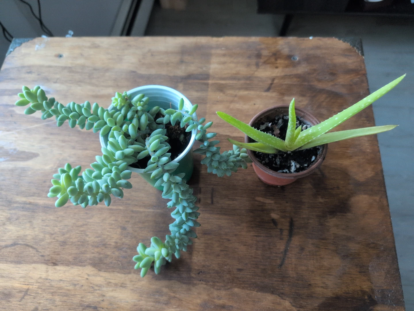 Donkey's Tail Succulent and Aloe Vera Plant 🥕 - photo 4