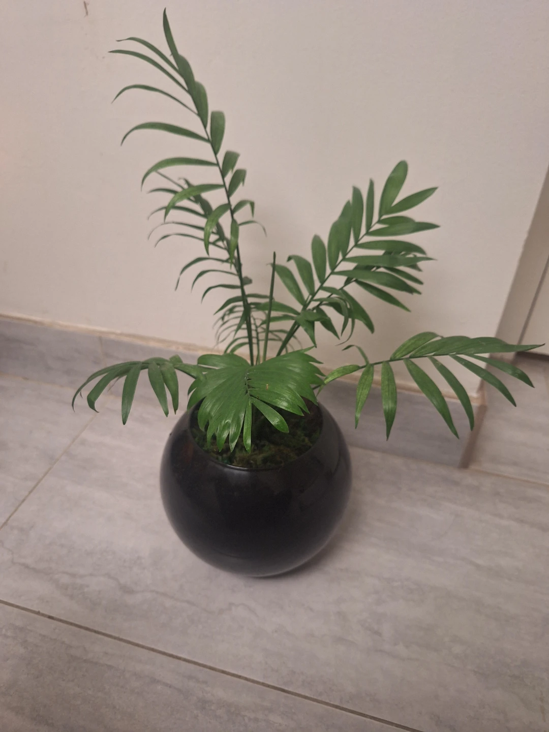 Parlor Palm Plant in Black Pot